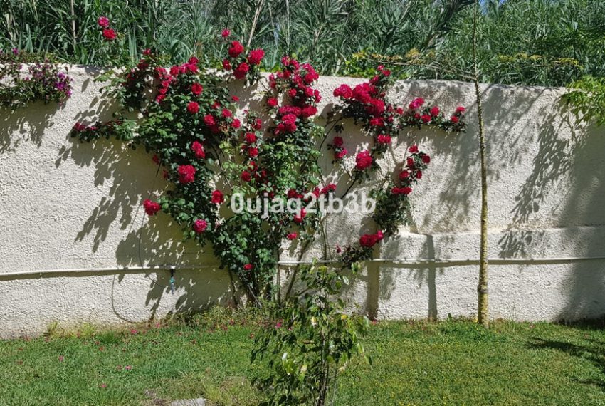R3967933-Villa-For-Sale-New-Golden-Mile-Detached-5-Beds-528-Built-18