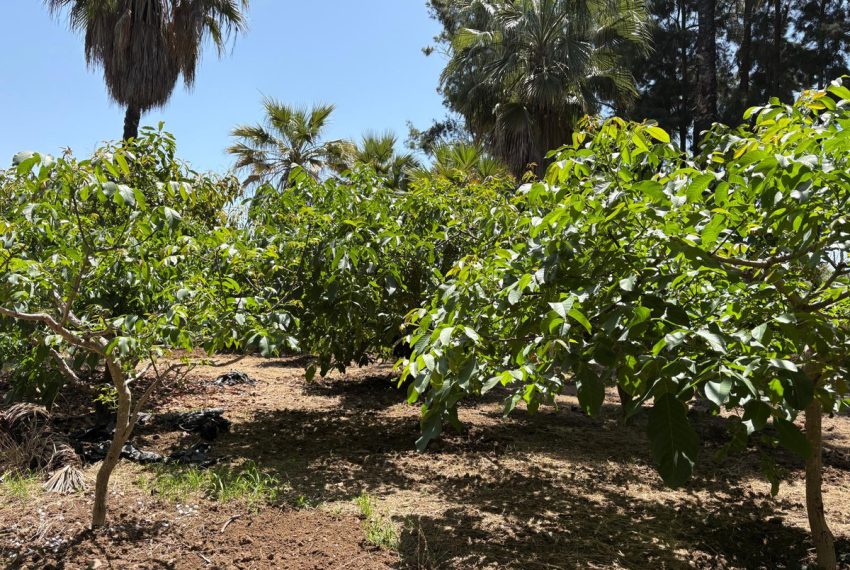 R5055172-Villa-For-Sale-Estepona-Finca-1-Beds-60-Built-14