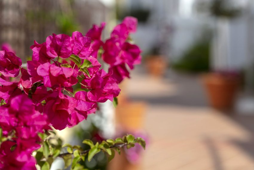 R5169664-Apartment-For-Sale-Nueva-Andalucia-Ground-Floor-3-Beds-115-Built-4