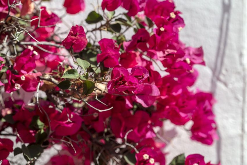 R5188009-Apartment-For-Sale-Nueva-Andalucia-Ground-Floor-2-Beds-125-Built-7